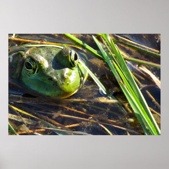 Poster Grenouille taureau (Devant)
