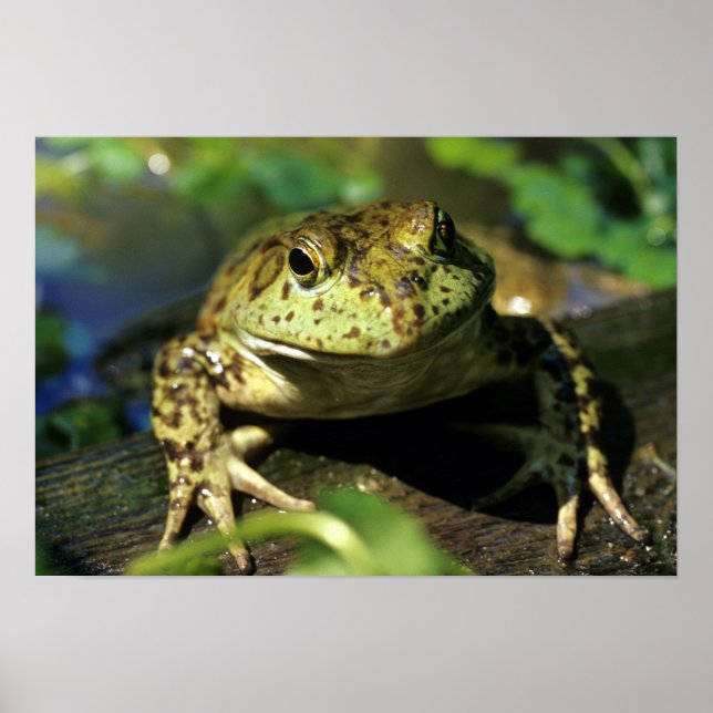 Poster Grenouille taureau. (Devant)
