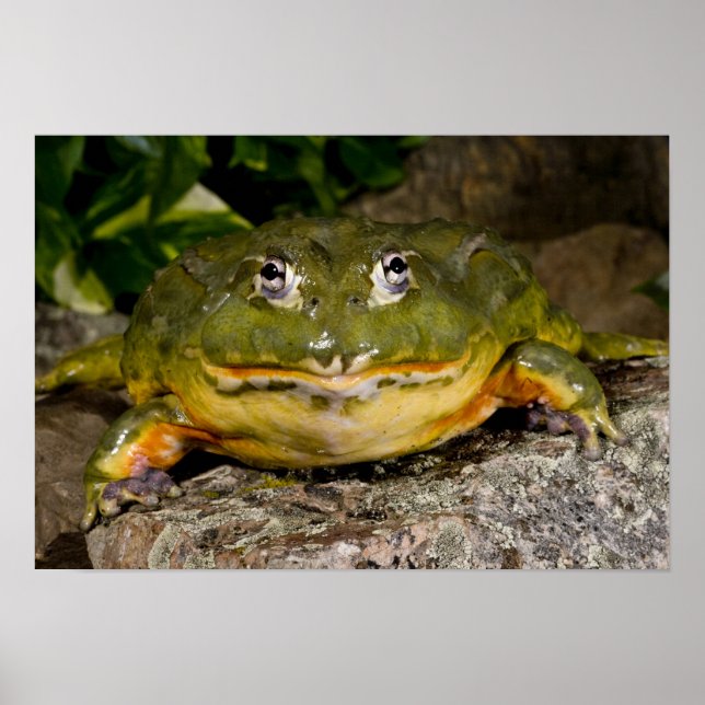 Poster Grenouille-taureau, Pyxicephalus (Devant)