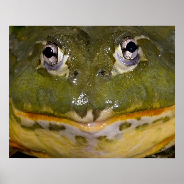 Poster Grenouille-taureau, Pyxicephalus (Devant)