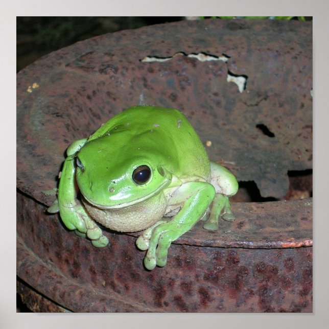 Poster Grenouille tropicale des arbres verts (Devant)