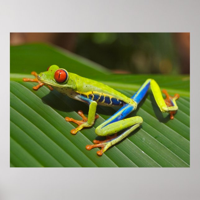 Poster Grenouille verte à l'oeil rouge (Devant)