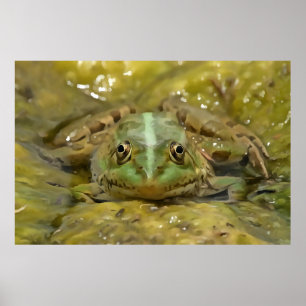 Poster Grenouille verte Camouflée contre lit Patiné River