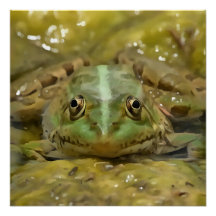 Grenouille verte Camouflée contre lit Patiné River