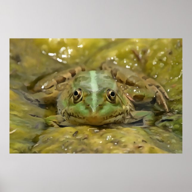 Poster Grenouille verte Camouflée contre lit Patiné River (Devant)