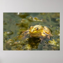 Grenouille Verte Dans La Peinture Acrylique À Eau