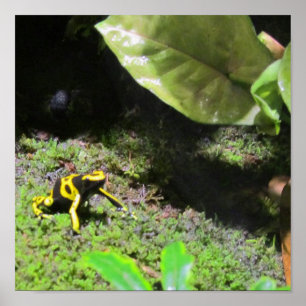 Poster Grenouille Yello Dart