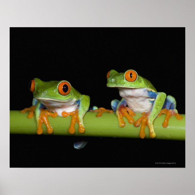Poster Grenouilles aux yeux rouges (Agalychnis callidryas (Devant)