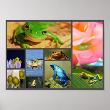Grenouilles colorées, Collage