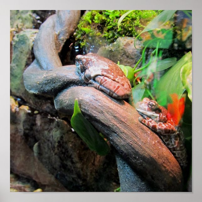 Poster Grenouilles d'arbre endormies (Devant)
