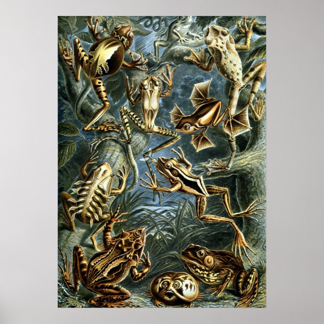 Poster Grenouilles vintages par Ernst Haeckel (Devant)