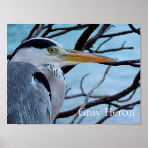 Poster Grey Heron