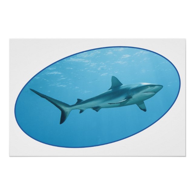 Poster Grey Reefshark, Yap Island - Design photographique (Devant)