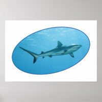 Grey Reefshark, Yap Island - Design photographique