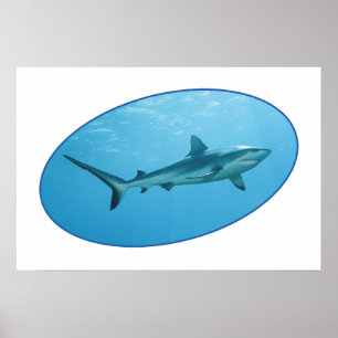 Poster Grey Reefshark, Yap Island - Design photographique