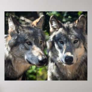 Poster Grey Wolves in the Wild