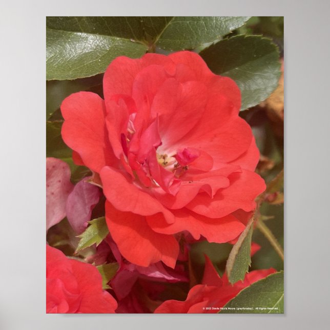 Poster greyforaday Red Floral Print (Devant)