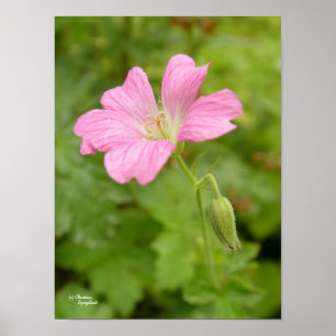 Poster Grille de géranium rose sauvage
