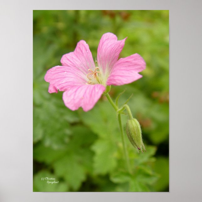 Poster Grille de géranium rose sauvage (Devant)