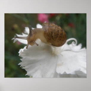 Poster Grille de jardin et carnation blanche