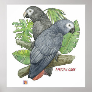Poster Gris africains tropicaux