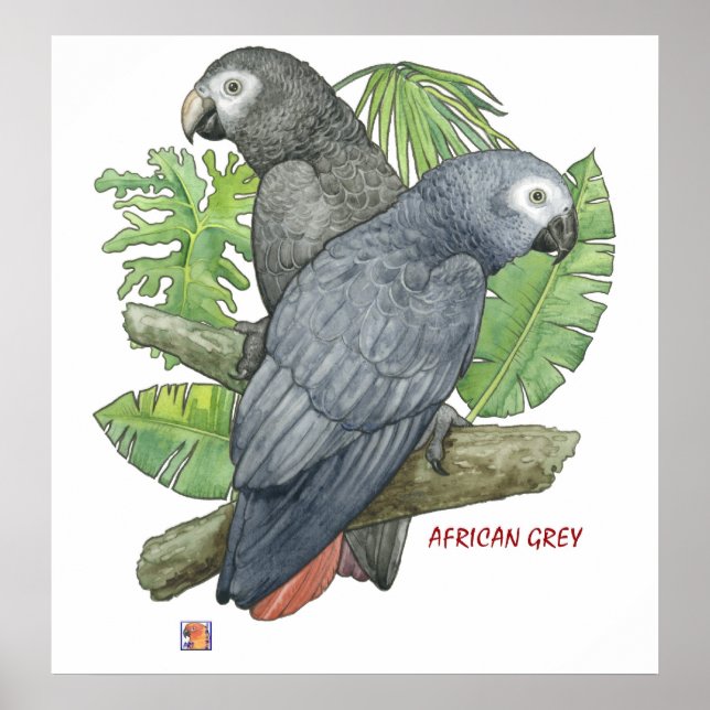 Poster Gris africains tropicaux (Devant)