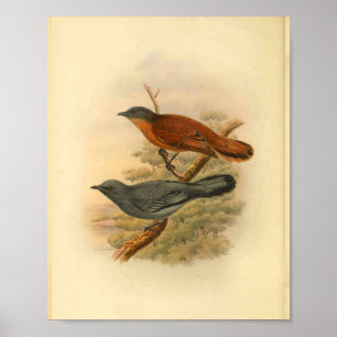 Poster Gris face Cuckoo Shrike Bird Vintage Imprimer