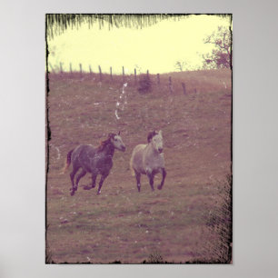 Poster Gris Gallop