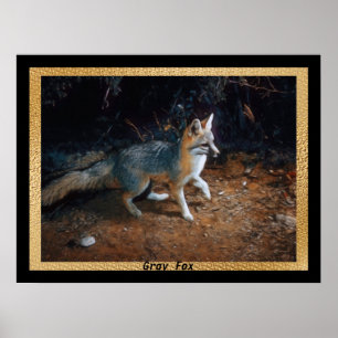 Poster Gris Prêt Fox