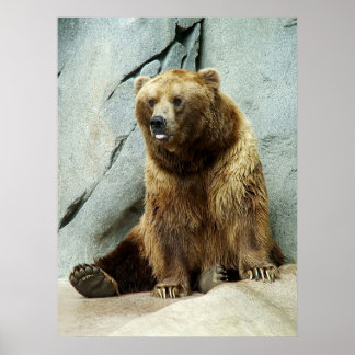 Poster Grizzly Bear