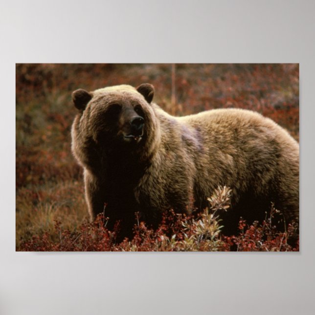 Poster grizzly Bear (Devant)