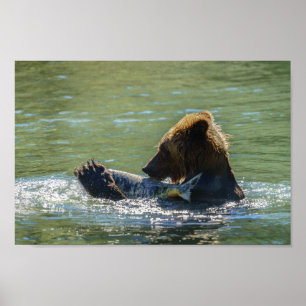 Poster Grizzly Bear A Pris Un Saumon