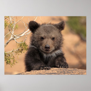 Poster Grizzly Bear Cub