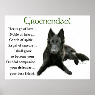 Poster Groenendael Belgique Cheepdog Cadeaux