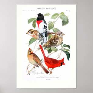 Poster Gros-bec et cardinal