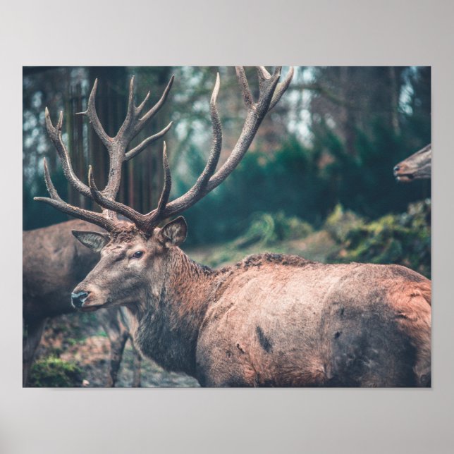 Poster Gros cerf Brown avec gros colliers (Devant)