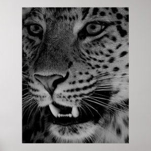 Poster Gros chat