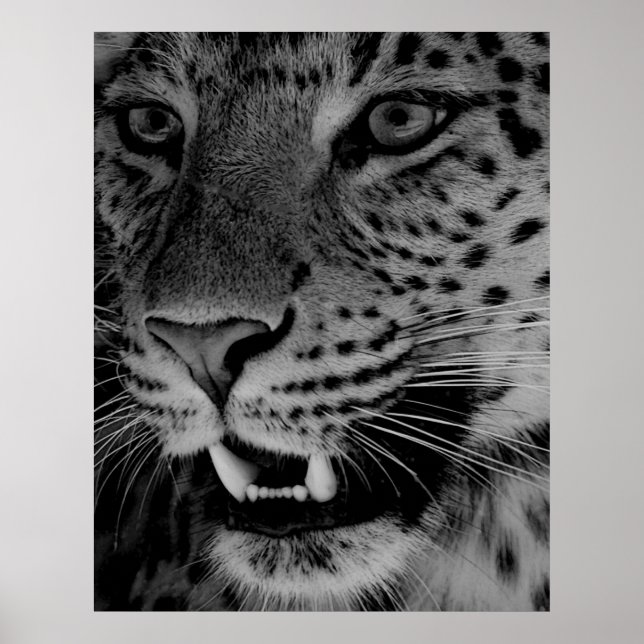Poster Gros chat (Devant)