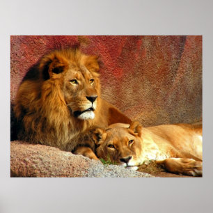 Poster Gros Chats - 6