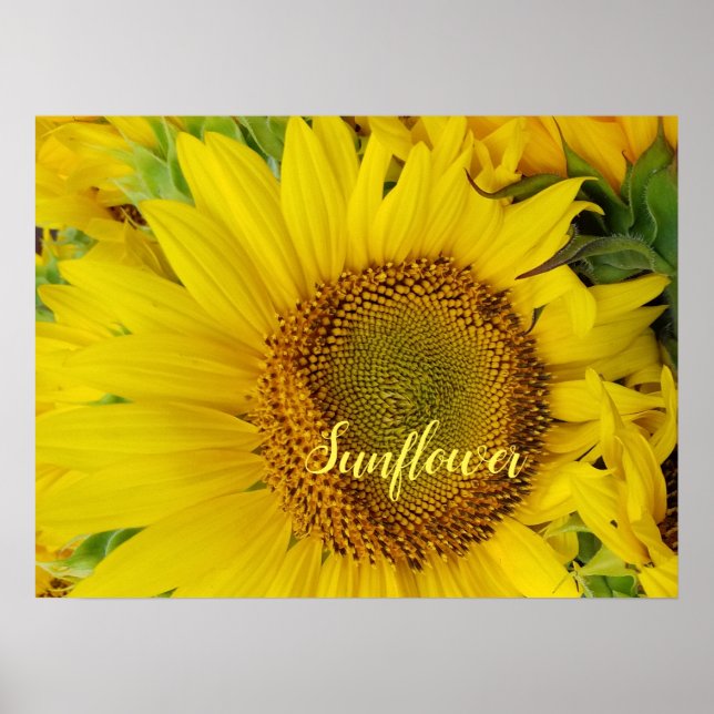Poster Gros détails sur le tournesol (Devant)