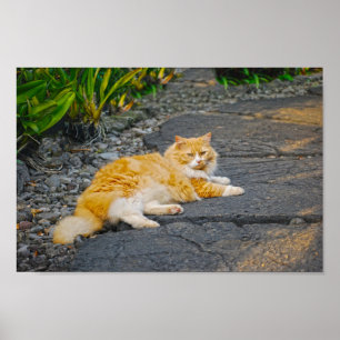 Poster Gros gingembre et chat blanc
