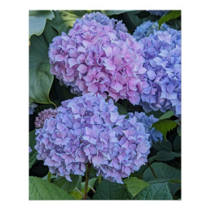 Poster Gros Hortensia Beau Blooms Floral