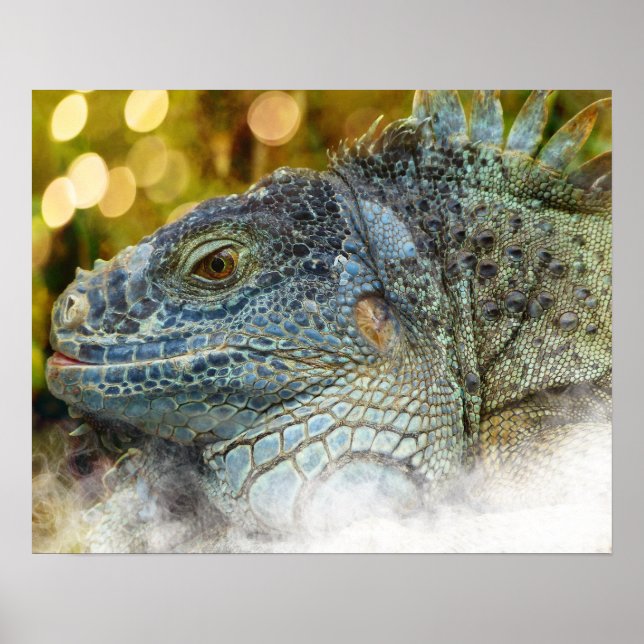 Poster Gros Lézard Iguana Scalygreen (Devant)