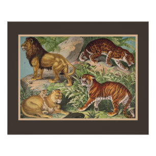 Poster Gros Lions Chat Tigres, léopards, Animaux Imprimer