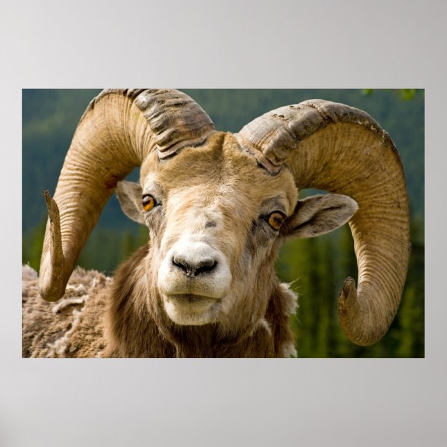Poster Gros mouton à cornes (Devant)