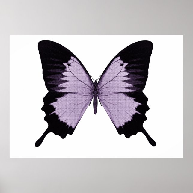 Poster Gros papillon violet et noir (Devant)