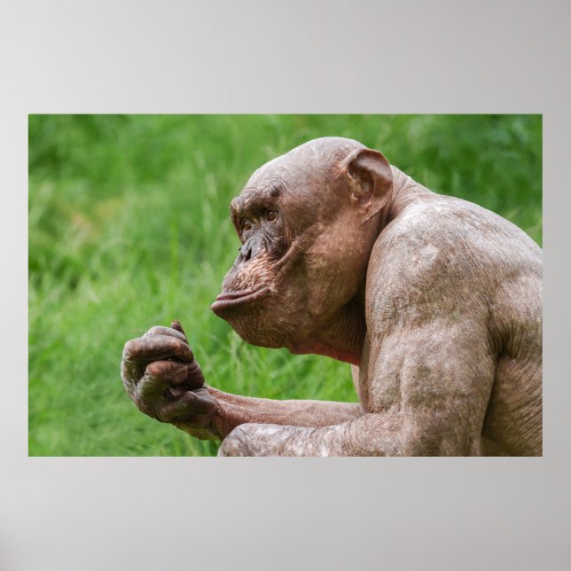 Poster Gros plan Chimpanzé sans cheveux (Devant)