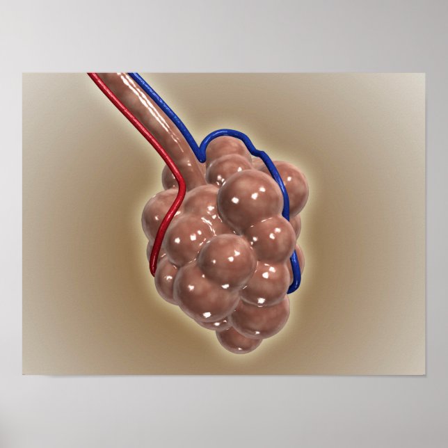Poster Gros Plan D'Alveolus (Devant)