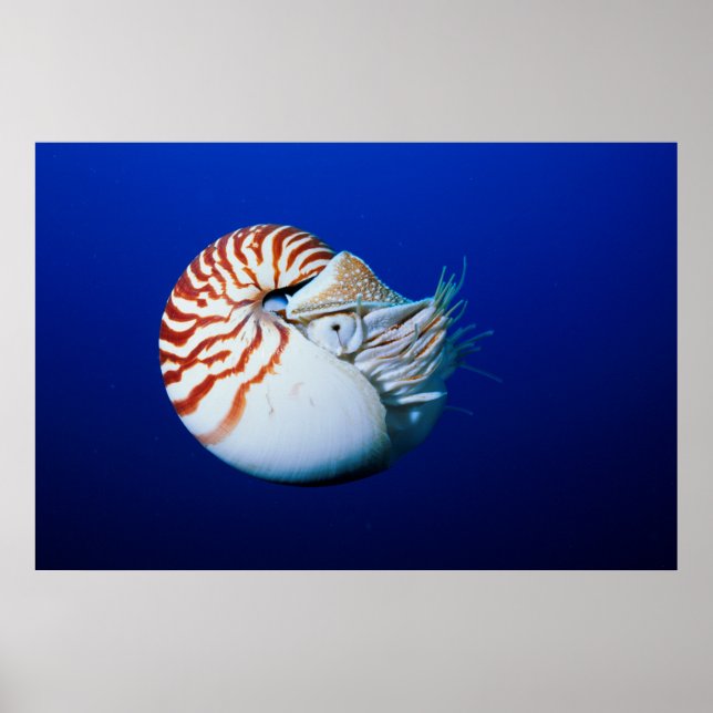 Poster Gros Plan De Chambres Nautilus (Devant)