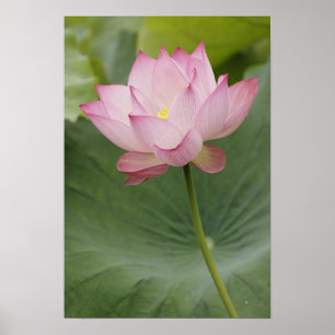 Poster Gros plan de fleur de Lotus, Nelumbo nucifera),